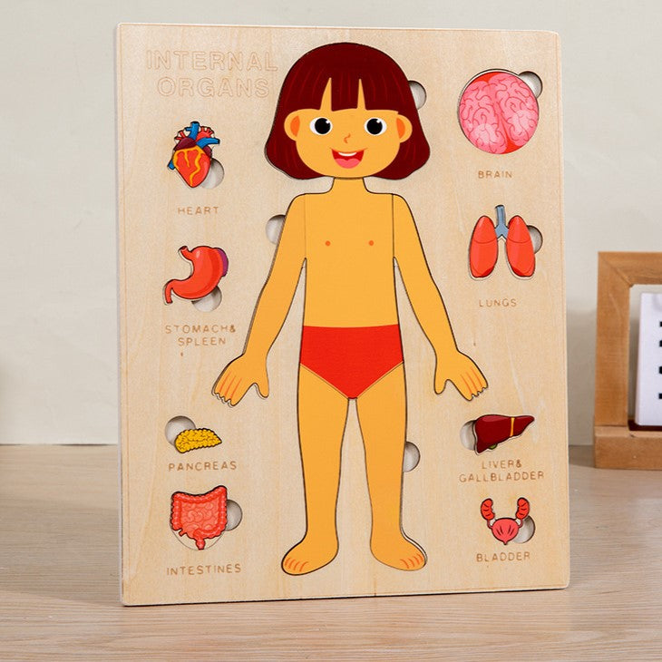 Montessori Body Organ Puzzle - Wooden Layered Learning Board for Kids