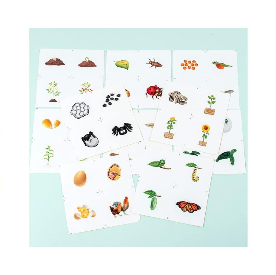 Wooden Montessori Educational Matching Animal, Insect and Plant Growth Cycle Toy