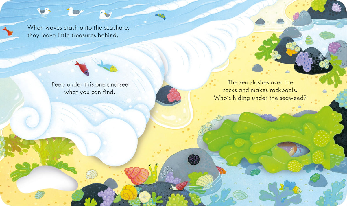 Peep Inside the Seashore