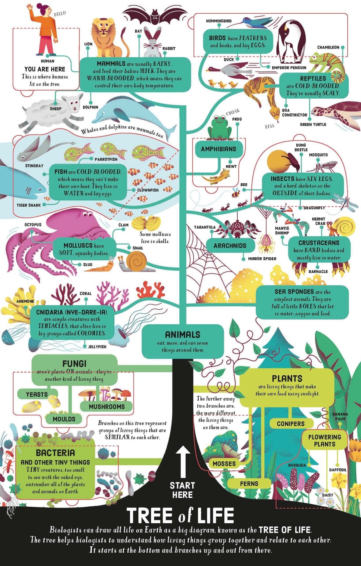 Lift-the-flap: Biology