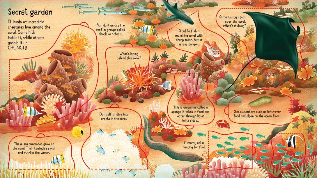 Look inside a Coral Reef