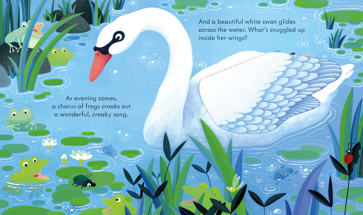 Peep Inside the Pond